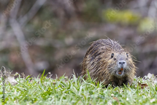 Obraz Nutria. Myocastor coypus