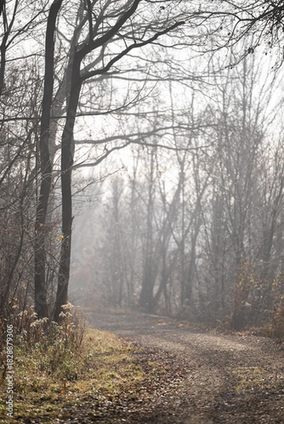 Obraz Waldweg November