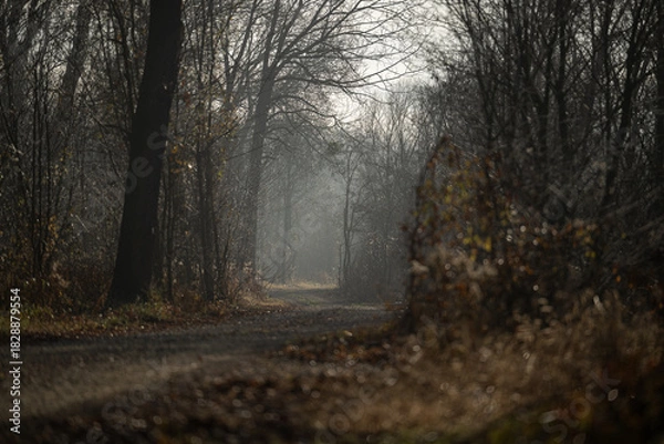 Obraz Waldweg November