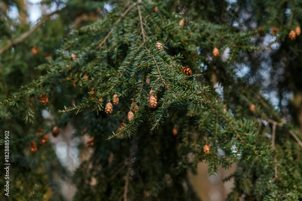 Fototapeta Eastern hemlock branch with small cones outdoors. Tsuga canadensis close-up with soft background.