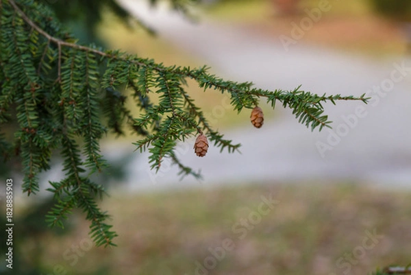 Fototapeta Eastern hemlock branch with small cones outdoors. Tsuga canadensis close-up with soft background.