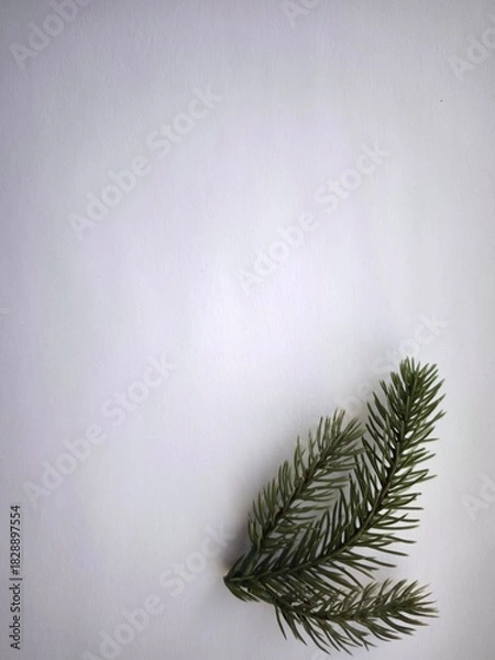 Fototapeta Highly detailed Christmas tree branch on a white background.