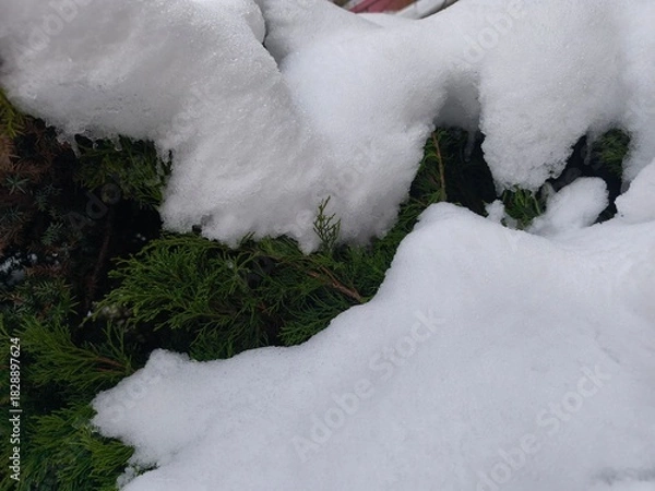 Fototapeta The branches of the green Christmas tree are covered with snow. Winter theme. The outdoors.