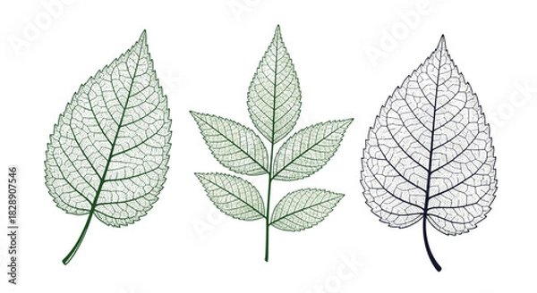 Fototapeta Collection of three skeletonized leaf illustrations on a white background.