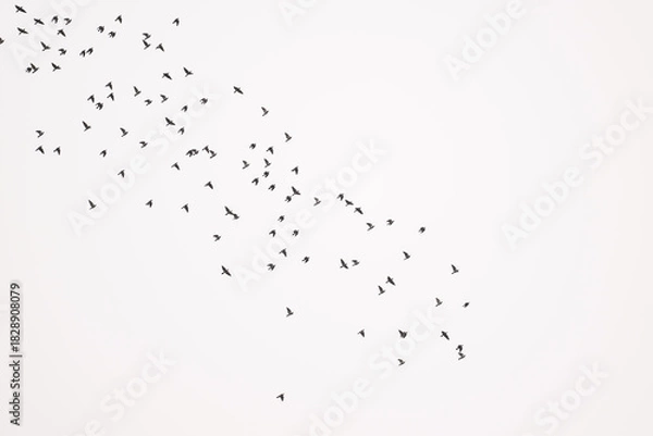 Obraz Vogelschwarm