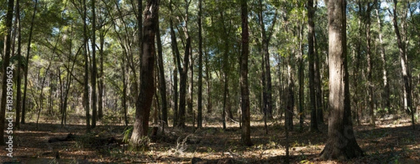 Obraz Panoramic picture of Ocala forest in Florida
