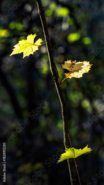 Obraz Beautiful green tree leaves in the sunlight