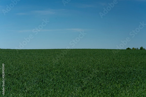 Fototapeta A wide panorama shot of a lush green field under a clear blue sky. The image captures the tranquility of the countryside and the natural beauty