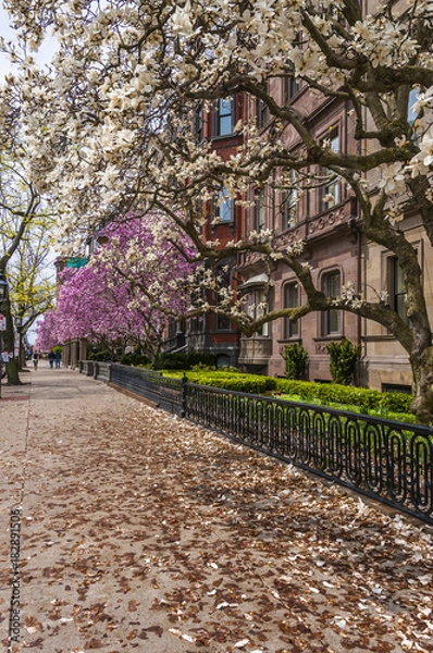 Obraz Spring has come to Boston