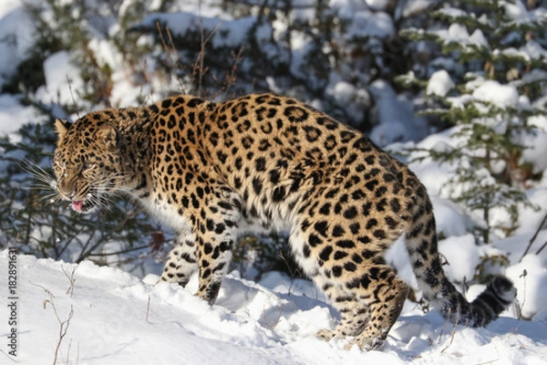 Fototapeta Amur Leopard