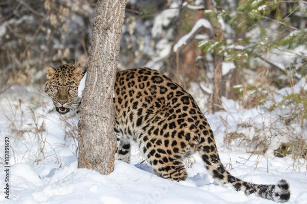 Fototapeta Amur Leopard