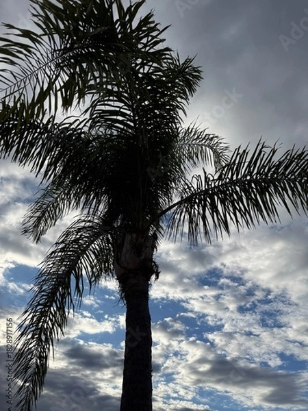 Obraz Palm Tree Silhouette: Dark shadowed outline of a tropical palm tree against a blue sky with white clouds.