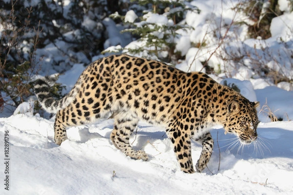 Fototapeta Amur Leopard