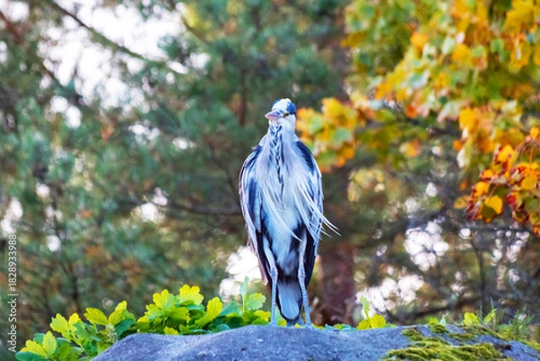Obraz Heron Standing on Rock With Autumn Foliage in Background