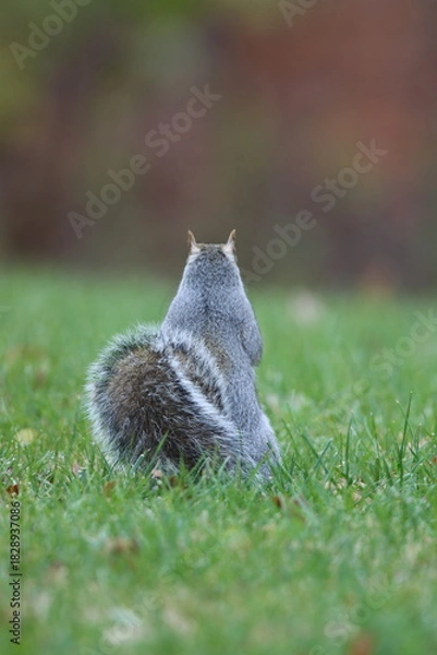 Obraz A squirrel sitting in the grass looking away 