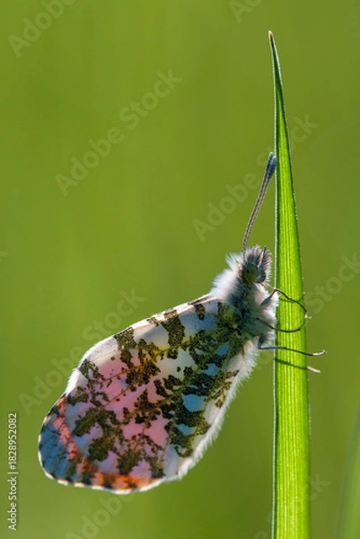 Obraz Aurorafalter (Männchen)