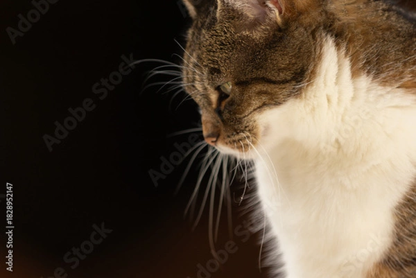 Fototapeta Katzenportrait