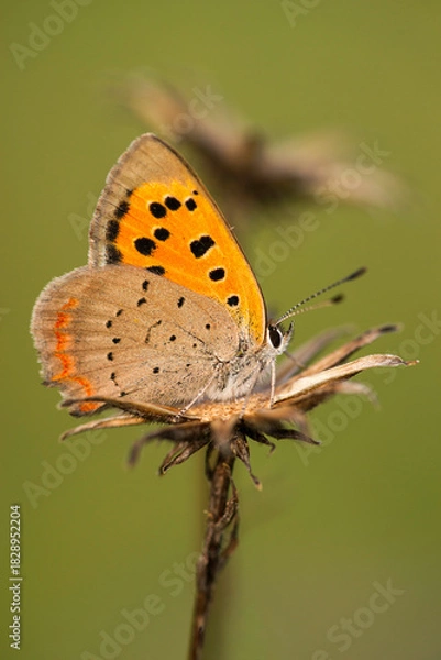 Obraz Kleiner Feuerfalter