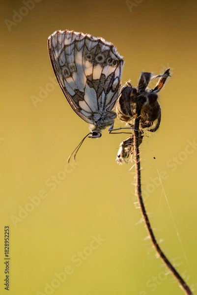 Obraz Schachbrettchen