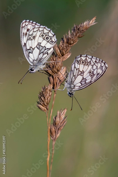 Obraz Zwei Schachbrettchen (Männchen)