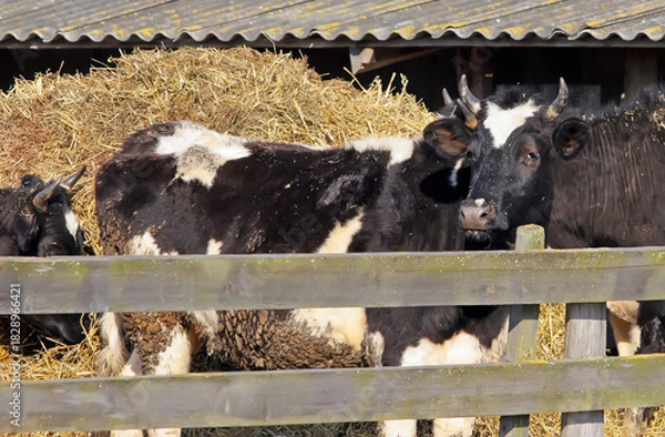 Obraz Cows resting near hay bales on a sunny day at a rural farm in early spring