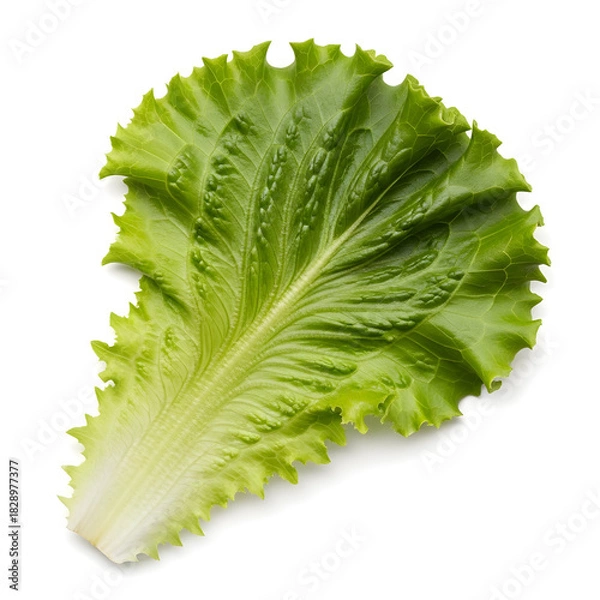 Obraz Single Green Lettuce Leaf Isolated on White Background