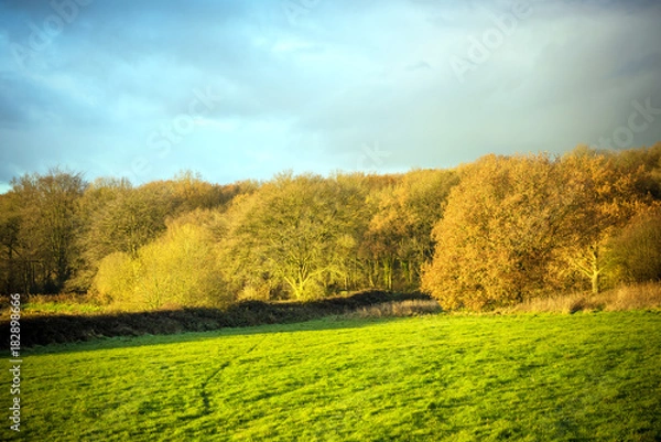 Fototapeta tree, colour 