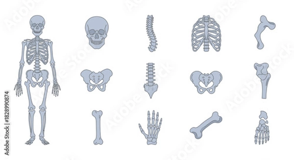 Obraz Human Skeleton Anatomy - Detailed Bone Structure Illustration.
