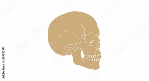 Obraz Skull Illustration in Tan on White Background.