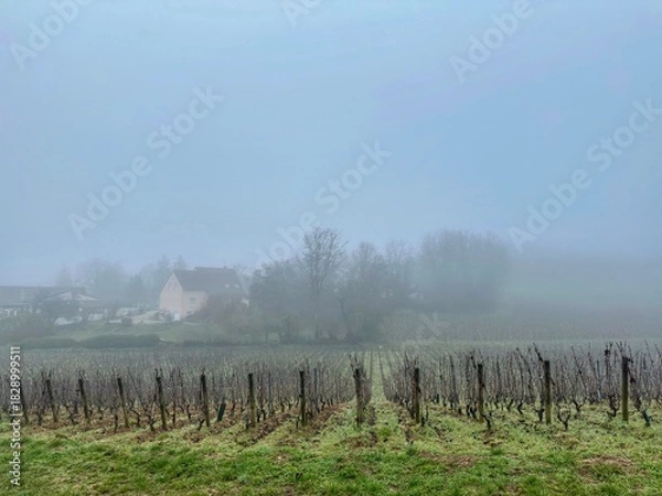 Obraz Vignoble Bourguignon dans le brouillard 
