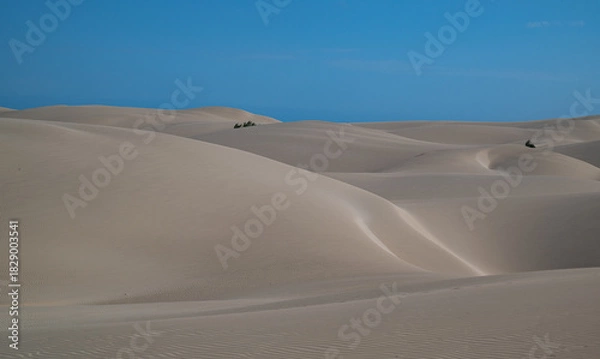 Obraz Viana Desert in Boa Vista: golden dunes under a blue sky