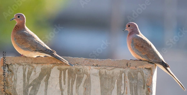 Fototapeta Laughing Dove Pair – Two Laughing Doves Perched Together in Natural Habitat Showing Bonding Behavior
