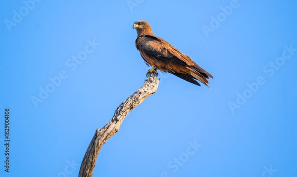 Fototapeta Black Kite (Milvus migrans) Mother Sitting on Dead Dry Tree Top – Perched Black Kite Raptor Resting on Dry Branch in Natural Habitat