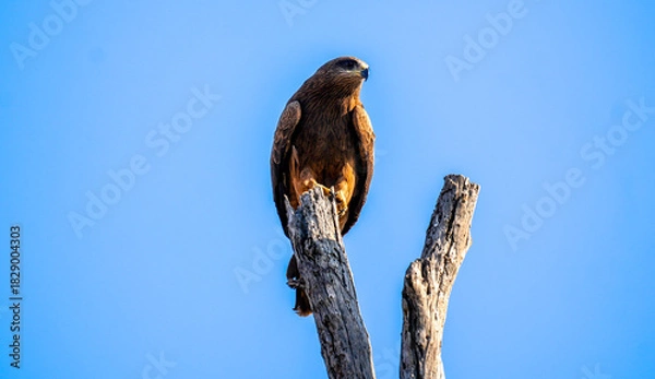 Obraz Black Kite (Milvus migrans) Mother Sitting on Dead Dry Tree Top – Perched Black Kite Raptor Resting on Dry Branch in Natural Habitat