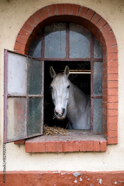 Fototapeta White horse looking out from rustic stable window with brick frame in calm countryside farm setting