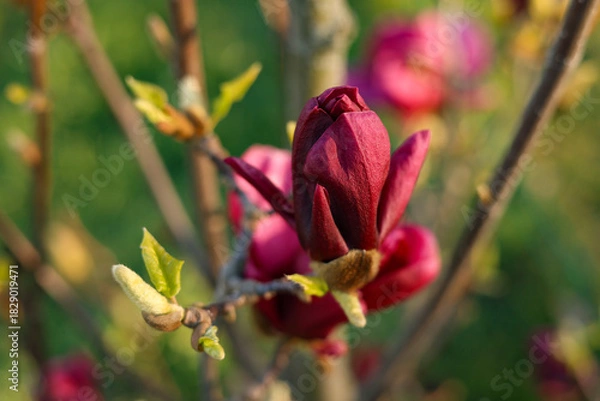 Fototapeta Dark Red Magnolia Bud in Spring Sunlight