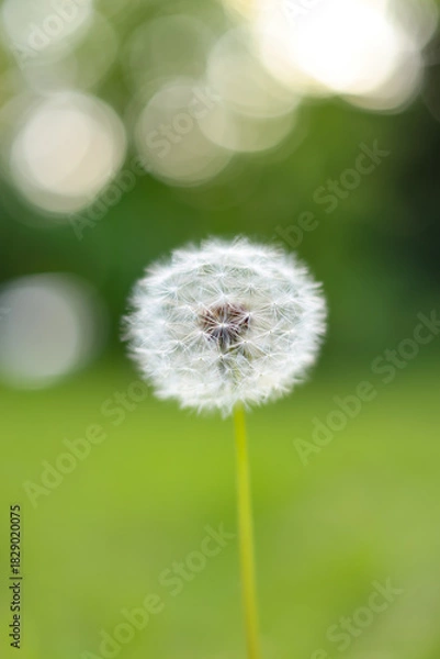 Fototapeta Delicate Dandelion Seed Head on Green Bokeh Background