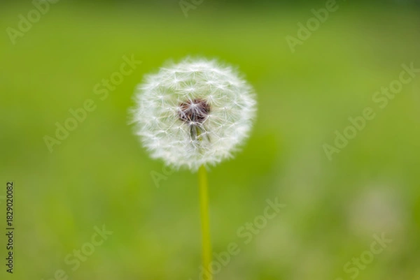 Obraz Dandelion Seed Head on a Green Background