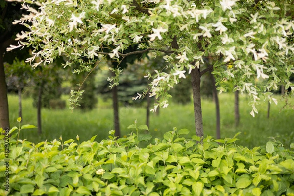 Fototapeta Variegated Willow Tree in a Green Park