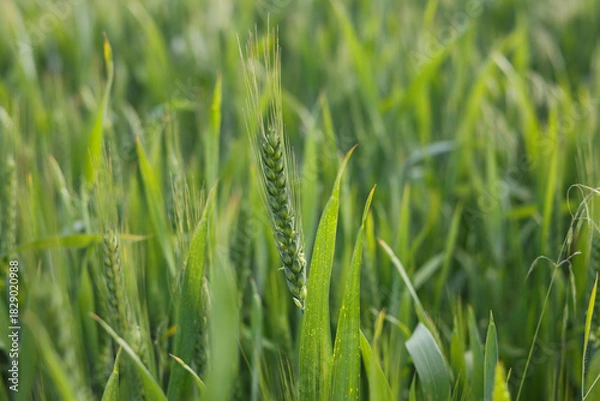 Fototapeta Close up of Green Wheat Ear in a Field