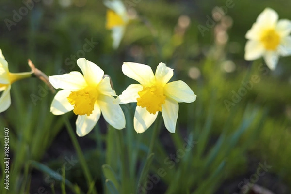 Fototapeta Yellow and white daffodils in a spring garden
