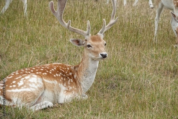 Fototapeta Spotted deer with large antlers rests peacefully in a grassy meadow on a cloudy day, blending with its serene and natural surroundings.