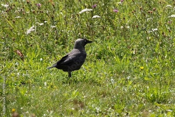 Fototapeta A western jackdaw, Coloeus monedula , stands alert in a field of green, watching the surroundings with a keen eye.