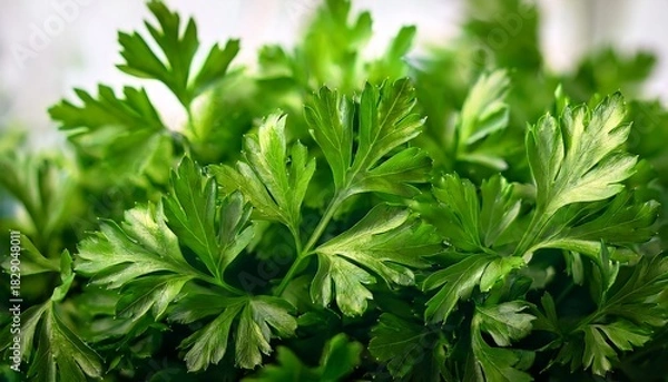 Fototapeta High Resolution Image Of Vibrant Green Parsley Leaves Perfect For Culinary Herbal And Botanical Projects