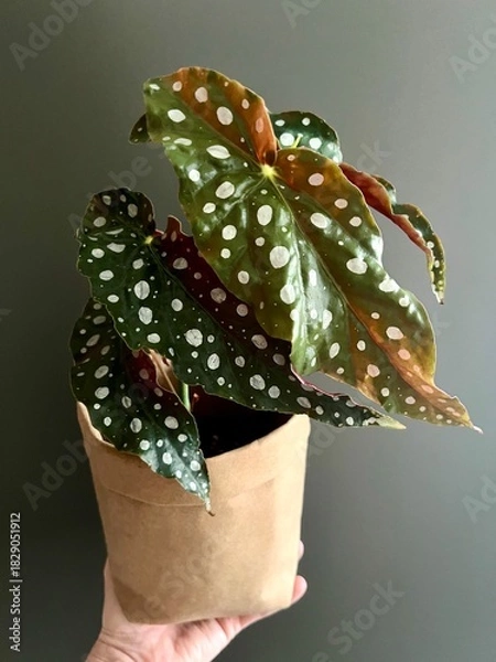 Obraz Begonia Maculata Wightii plant in paper planters