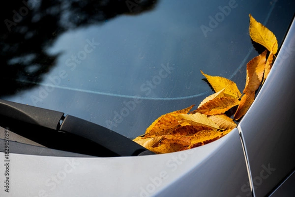Obraz Yellow Autumn Leaves Car Windshield Wiper Close Up