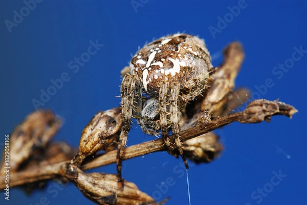 Fototapeta spider on a leaf