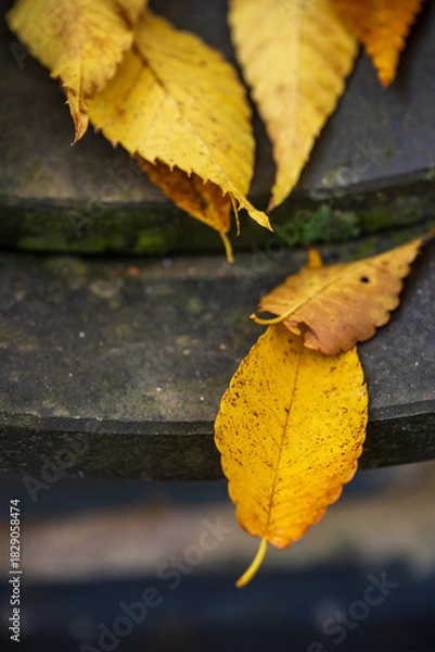 Obraz Yellow Autumn Leaves Stone Surface Textured Detail Close