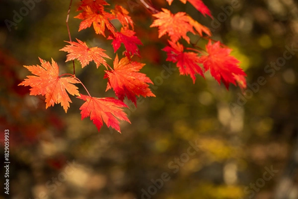 Obraz Vibrant Red Maple Leaves Autumn Sunlight Detail Focus