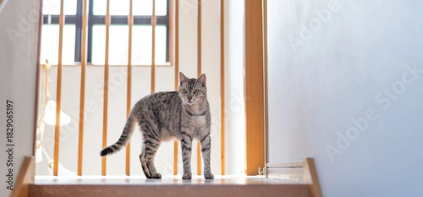 Obraz 家の中を歩く猫　サバトラ猫